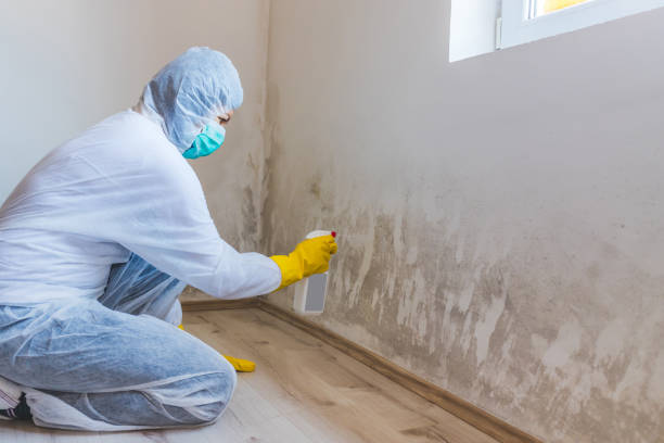 Licensed Mold Remediation service in Hagerstown, MD - WQB Mold Removal